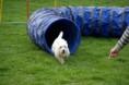 /album/fotogalerie-agility/agility8-jpg/